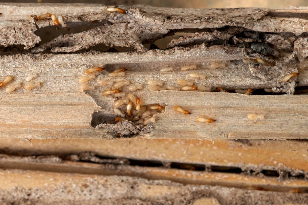 Best Residential Pest Control  in Brighton, AL