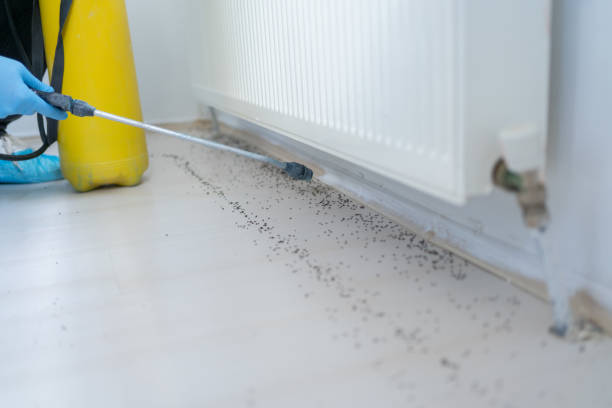 Best Affordable Pest Control Services  in Brighton, AL
