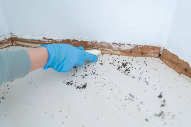 Best Mosquito Control Services  in Brighton, AL
