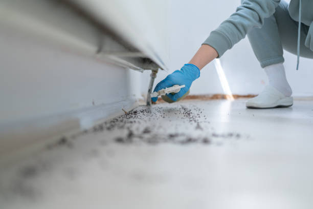 Best Flea Control Services  in Brighton, AL