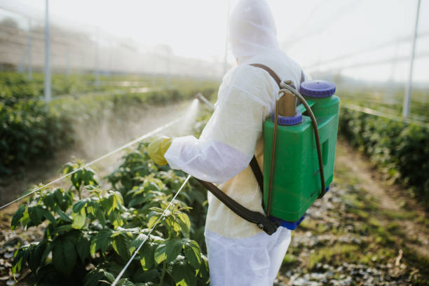 Best Affordable Pest Control Services  in Brighton, AL
